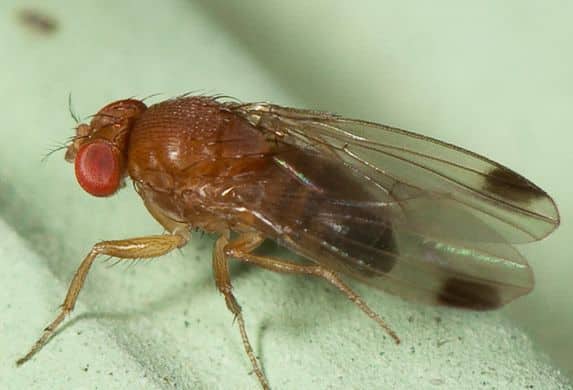 drosophila-suzuki