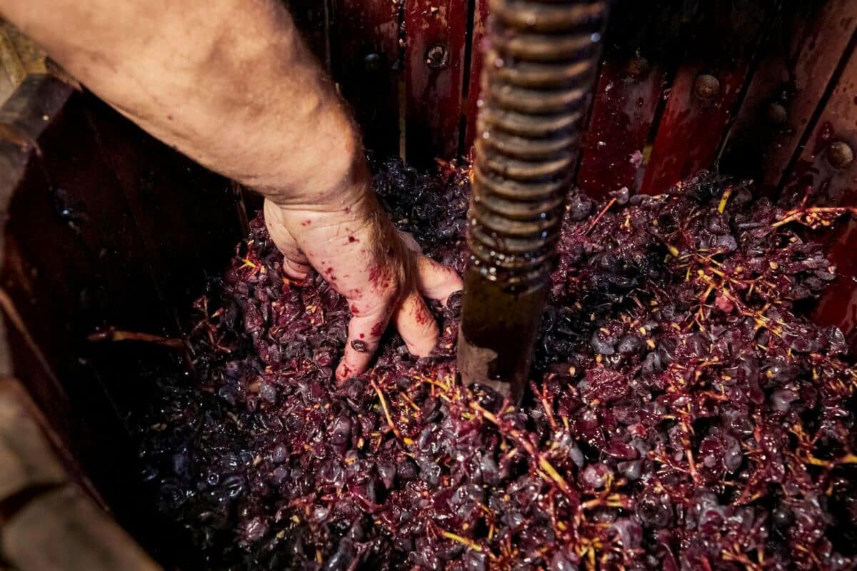 Acido L-ascorbico enologico: uso sinergico per la protezione dall’ossidazione