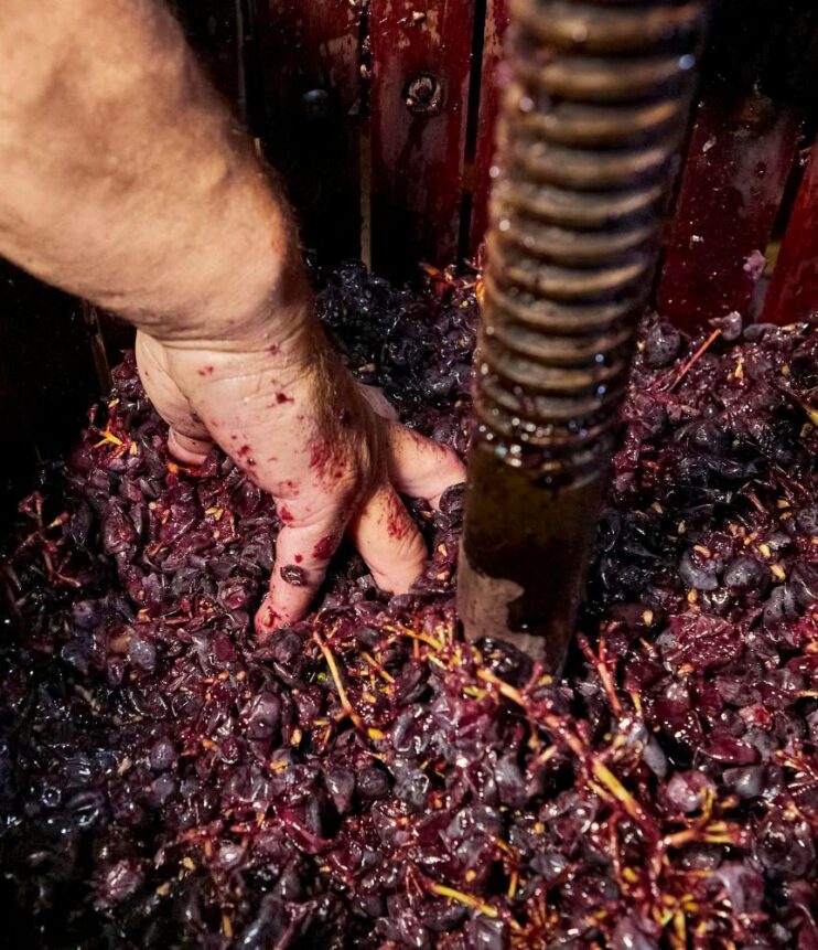 Acido L-ascorbico enologico: uso sinergico per la protezione dall’ossidazione