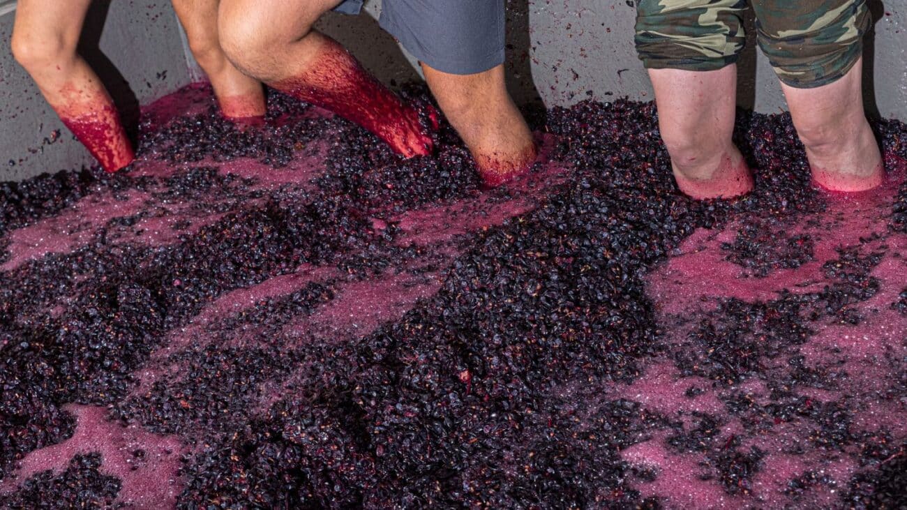 Contaminazioni microbiche nel vino: identificazione, prevenzione e trattamenti efficaci