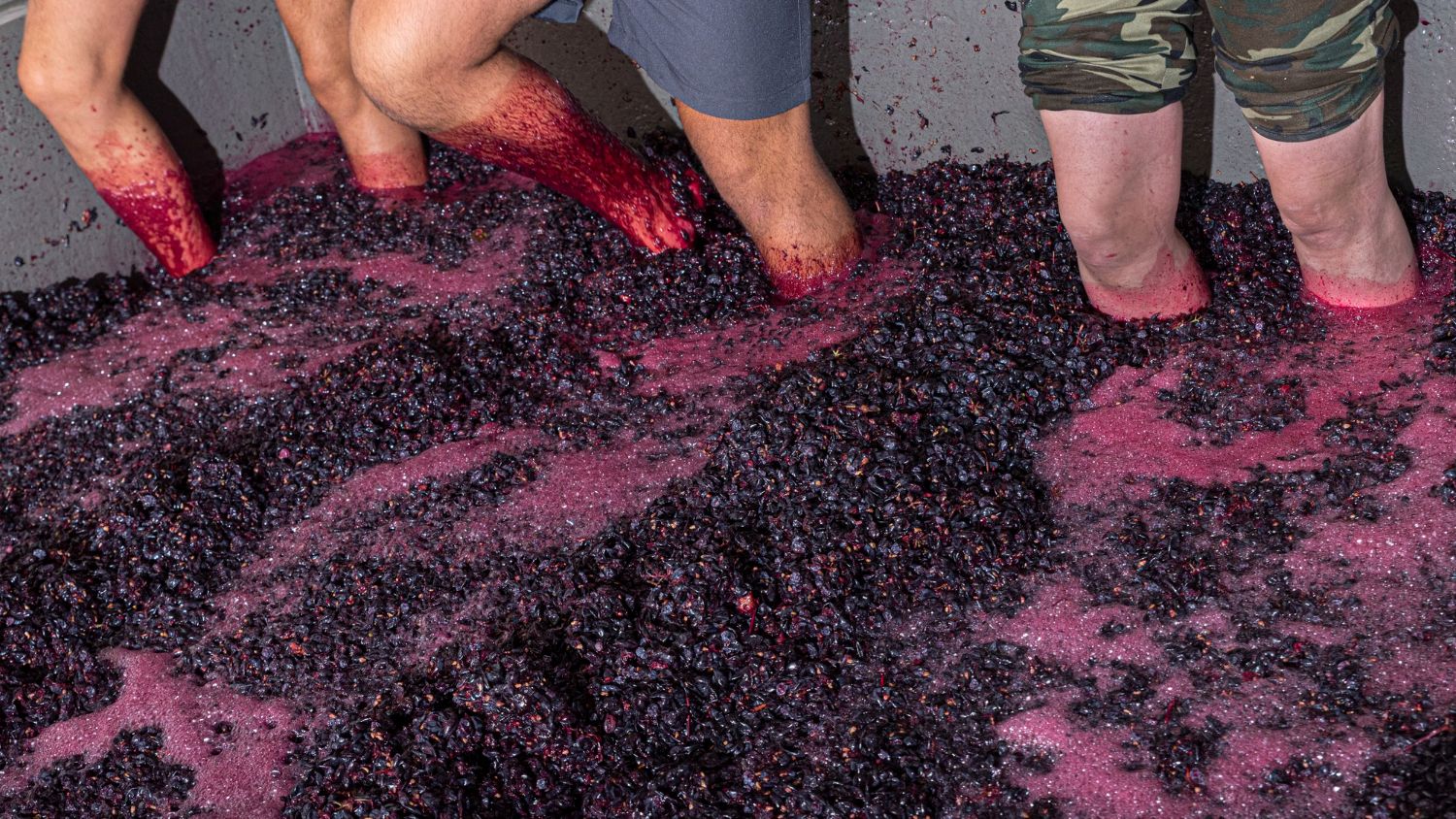 Contaminazioni microbiche nel vino: identificazione, prevenzione e trattamenti efficaci