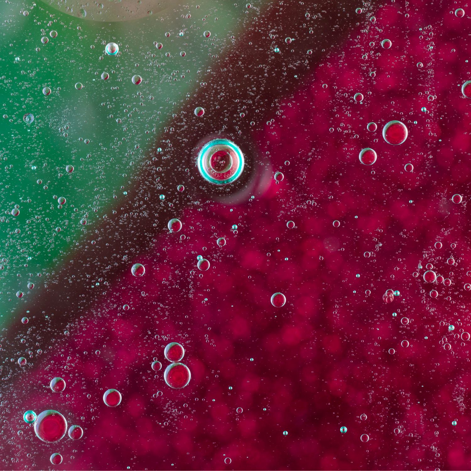 Fermentazione malolattica: gestione controllata con batteri selezionati