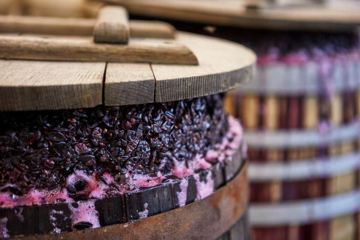 Gestione dell'azoto assimilabile: come ottimizzare la fermentazione del vino