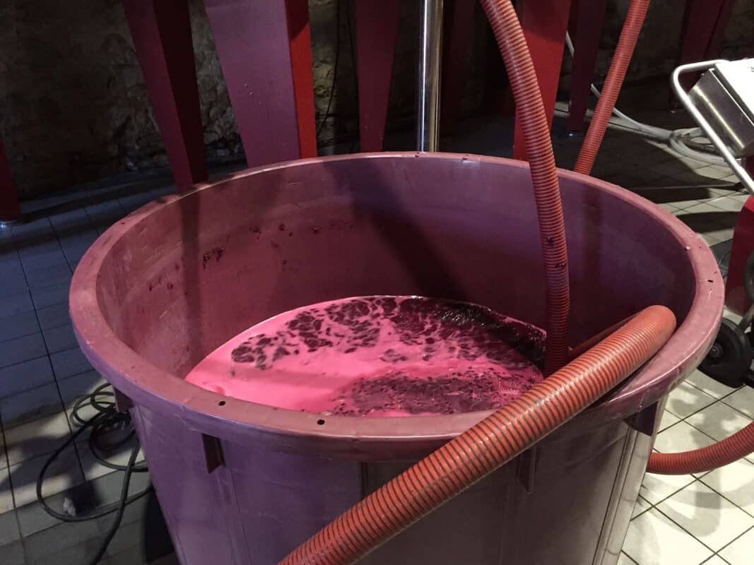 Interazioni tannini-proteine: stabilizzazione e influenza sensoriale nei vini rossi