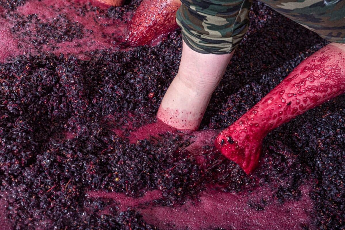 Intorbidamento proteico: meccanismi, diagnosi e soluzioni per la limpidezza del vino