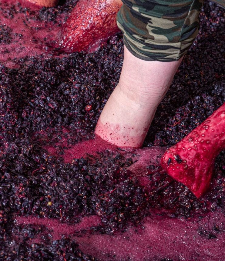 Intorbidamento proteico: meccanismi, diagnosi e soluzioni per la limpidezza del vino