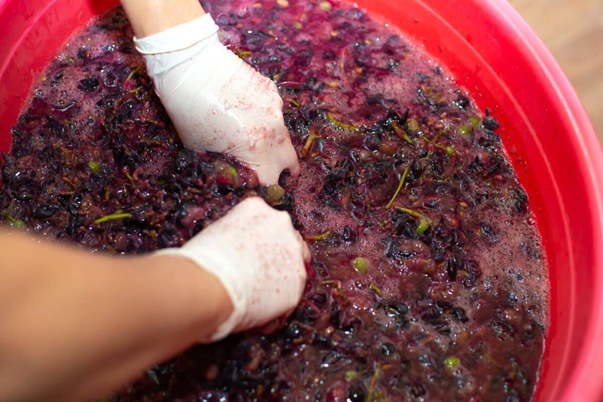 Lieviti non-Saccharomyces: applicazioni innovative nella modulazione aromatica del vino
